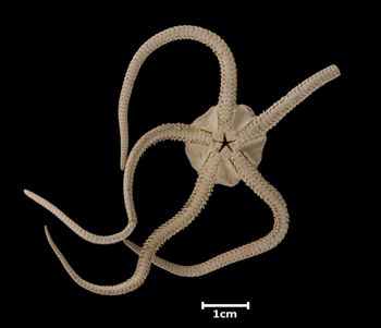 Media type: image;   Invertebrate Zoology OPH-306 Aspect: ventral